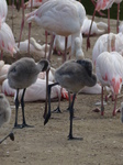 FZ006127 Greater flamingo (Phoenicopterus roseus) and chicks.jpg